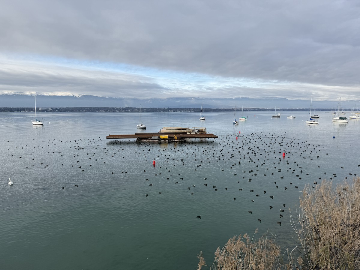 Eurasian Coot - ML646127849