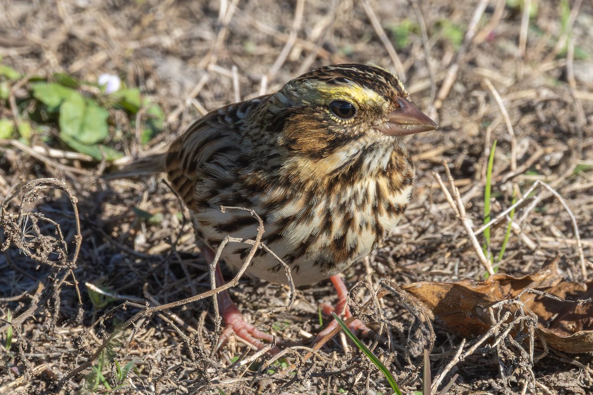 strnadec luční - ML646127858