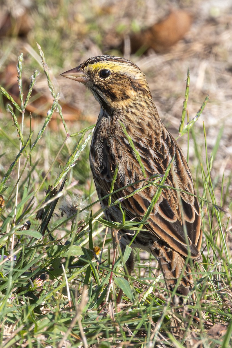 strnadec luční - ML646127859