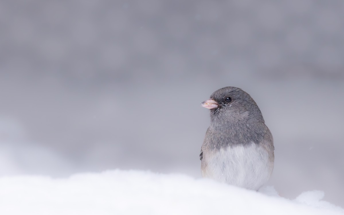 Dark-eyed Junco - ML646127860