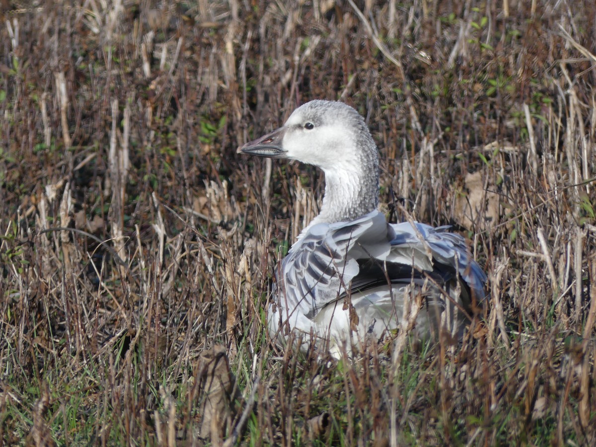 Snow Goose - ML646127863