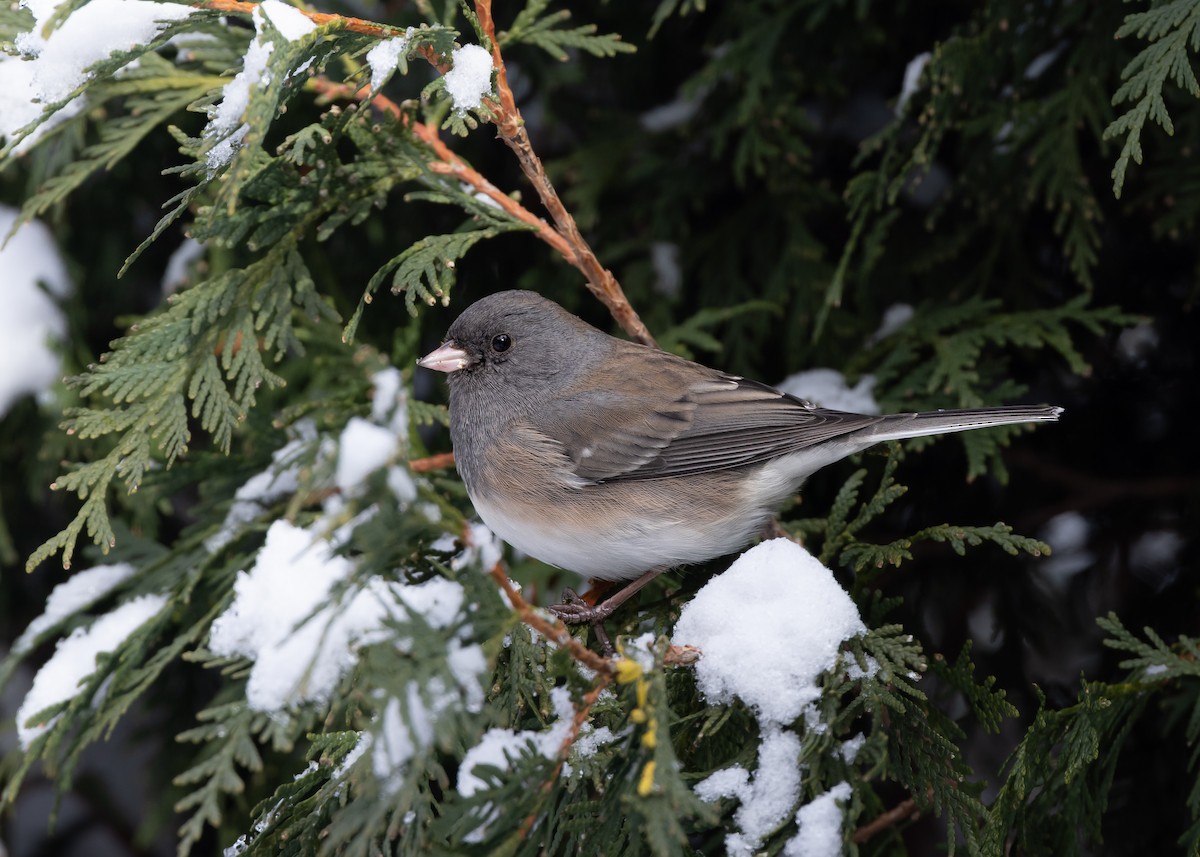 Dark-eyed Junco - ML646127867