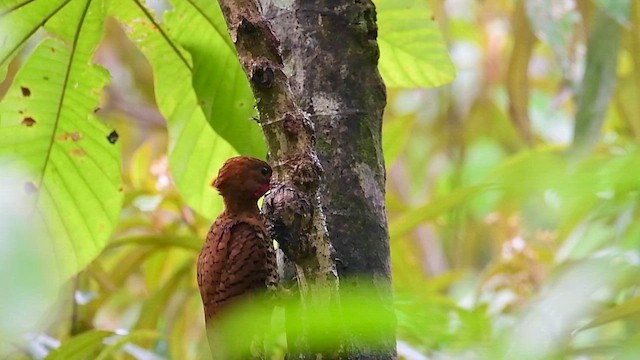 Cinnamon Woodpecker - ML646127870