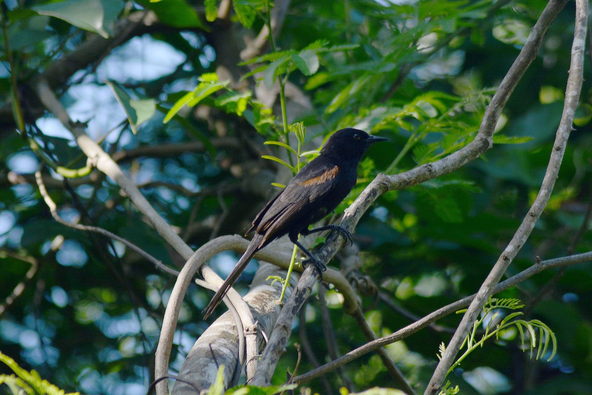Variable Oriole - ML646127883