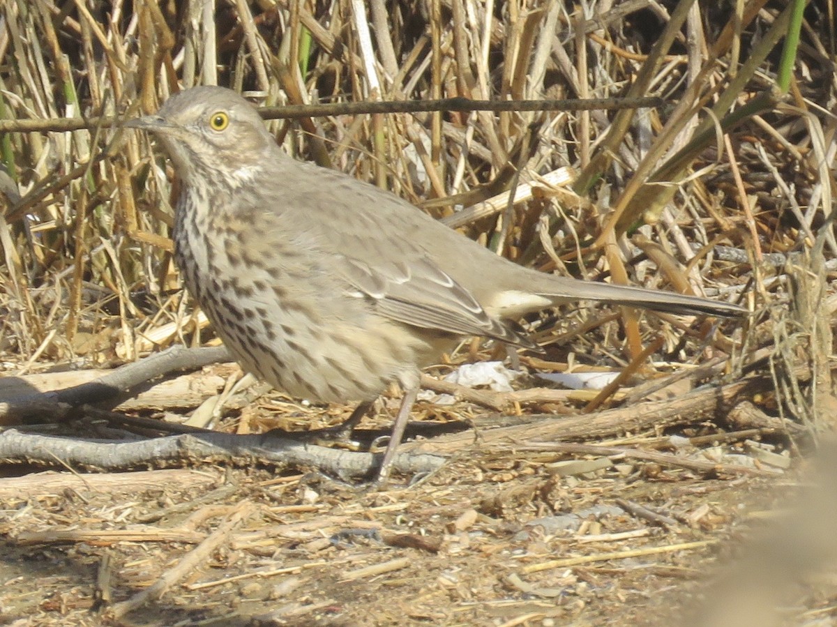Sage Thrasher - ML646127891