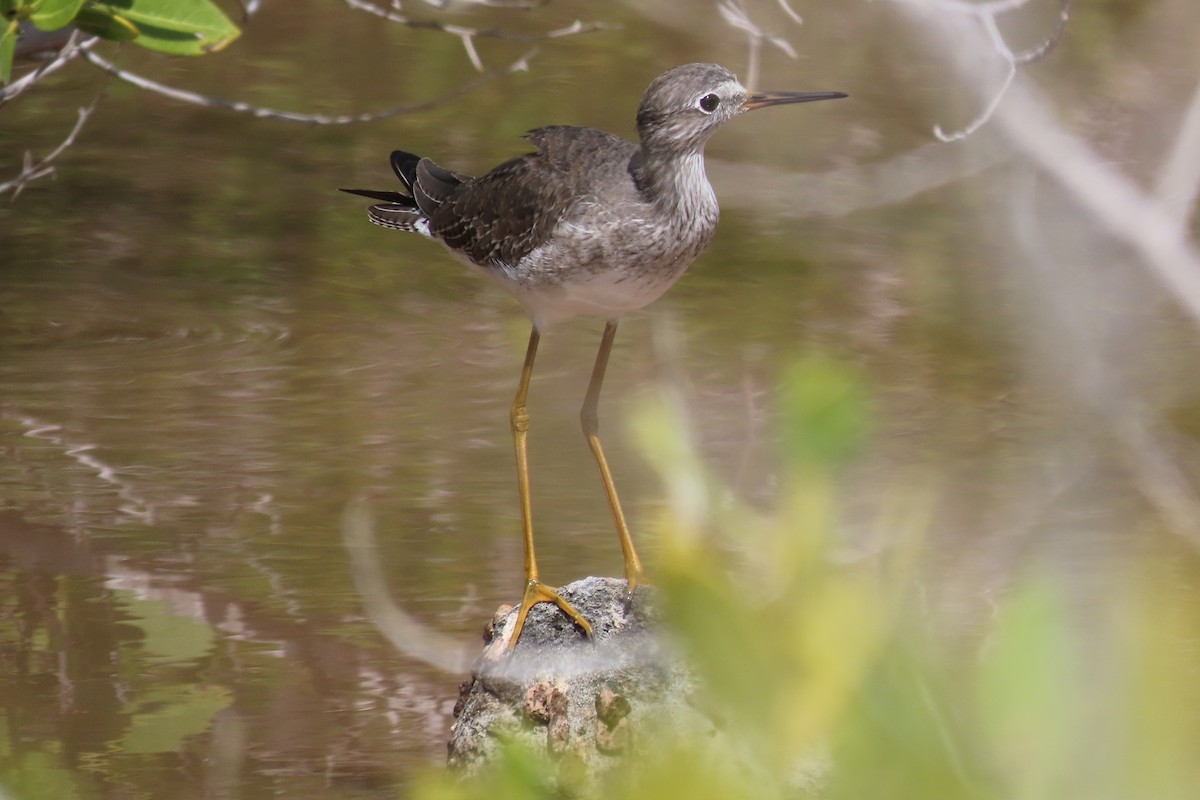 Lesser Yellowlegs - ML646127892