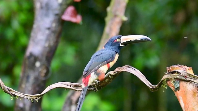 Collared Aracari - ML646127906