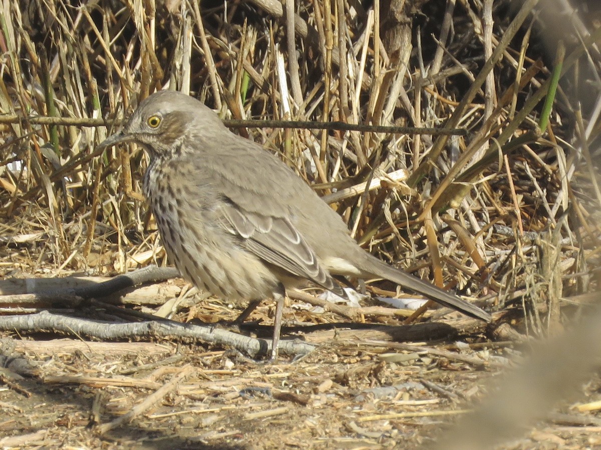 Sage Thrasher - ML646127912