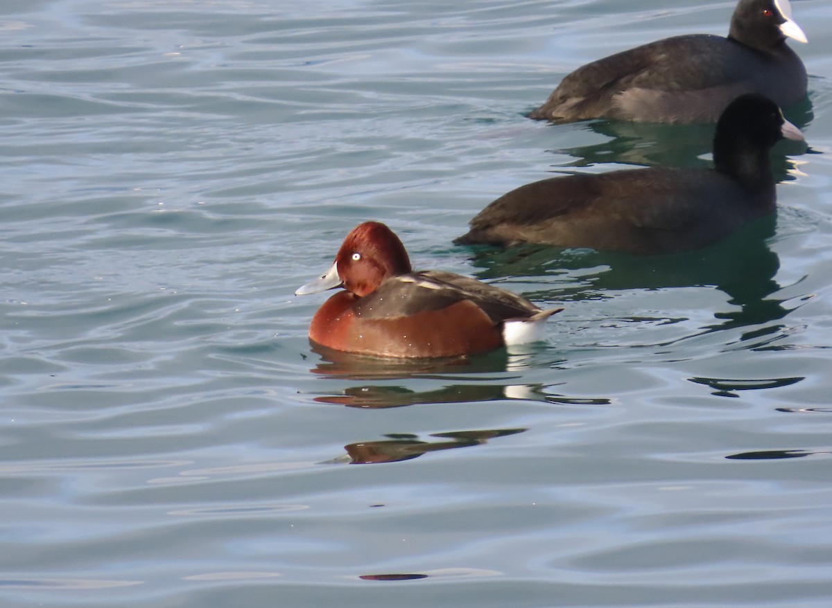 Ferruginous Duck - ML646127913
