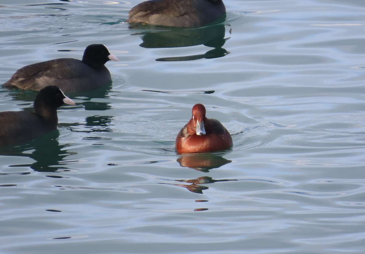 Ferruginous Duck - ML646127916