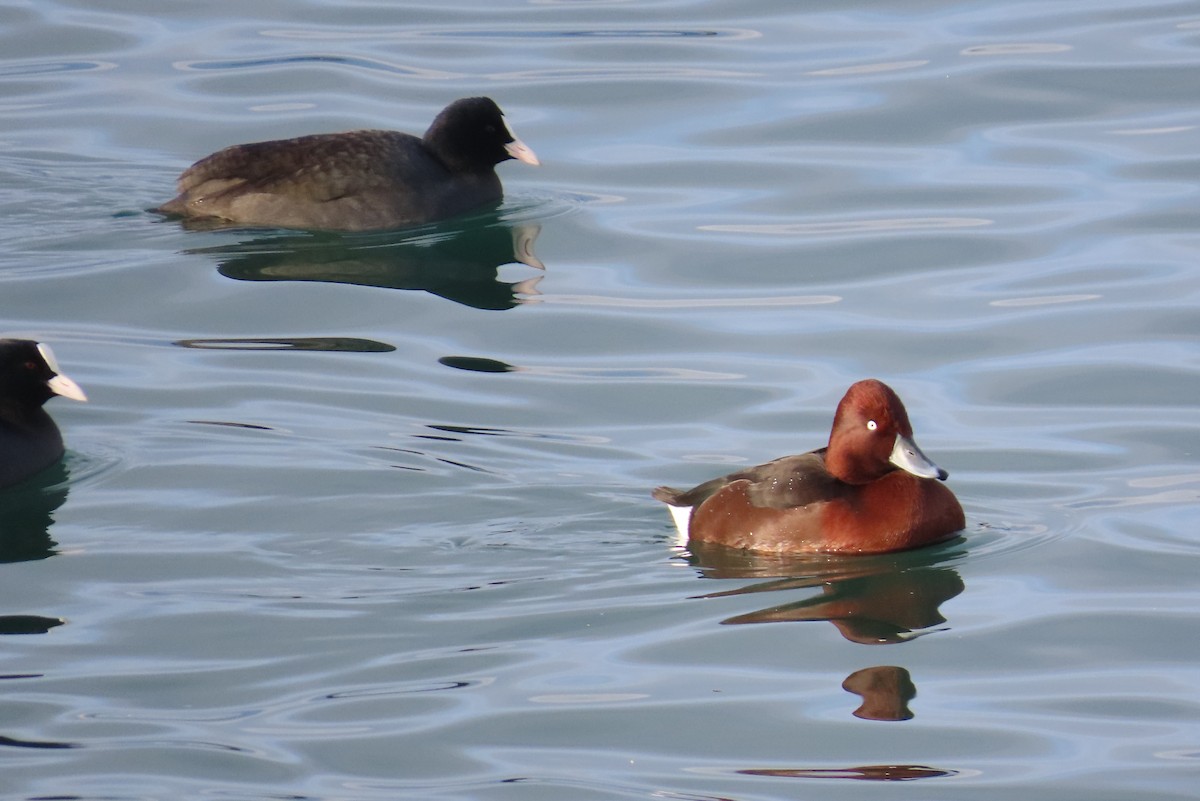 Ferruginous Duck - ML646127918
