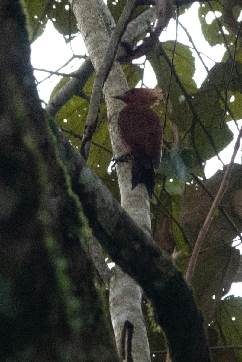 Ятла вохристоголова - ML646127921