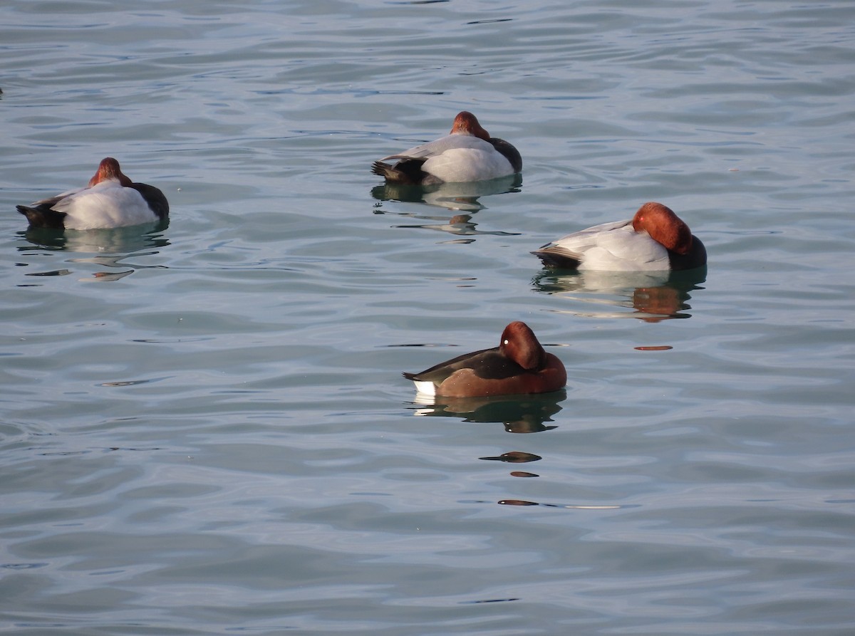 Ferruginous Duck - ML646127922