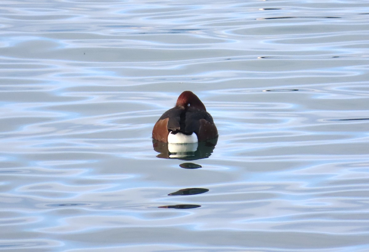 Ferruginous Duck - ML646127926