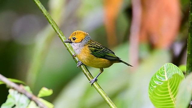 Silver-throated Tanager - ML646127932