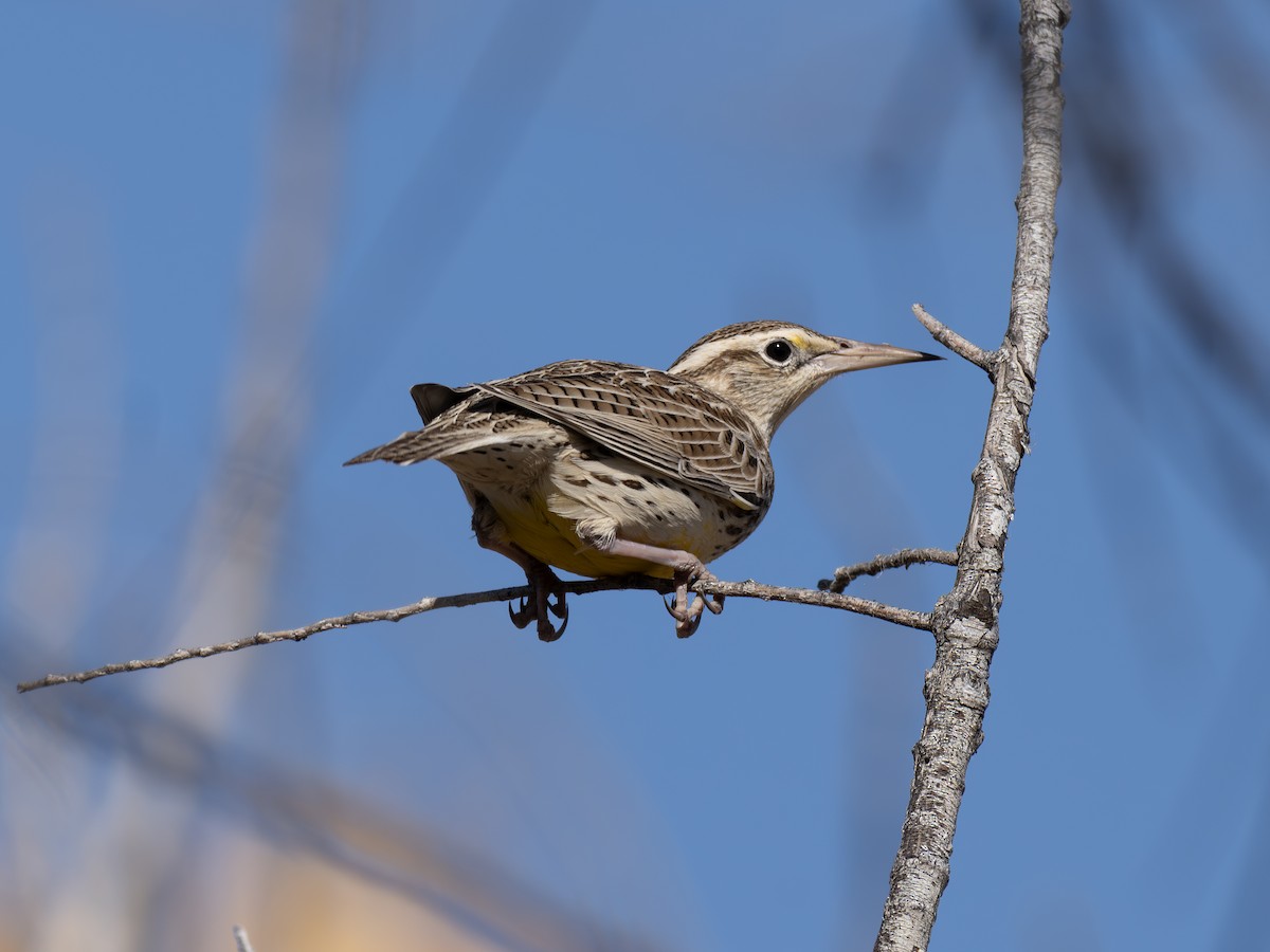 Western Meadowlark - ML646127935