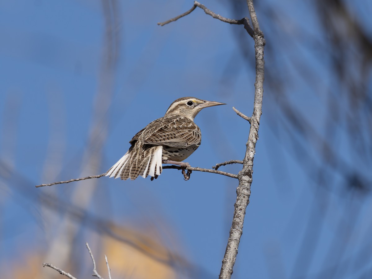 Western Meadowlark - ML646127936