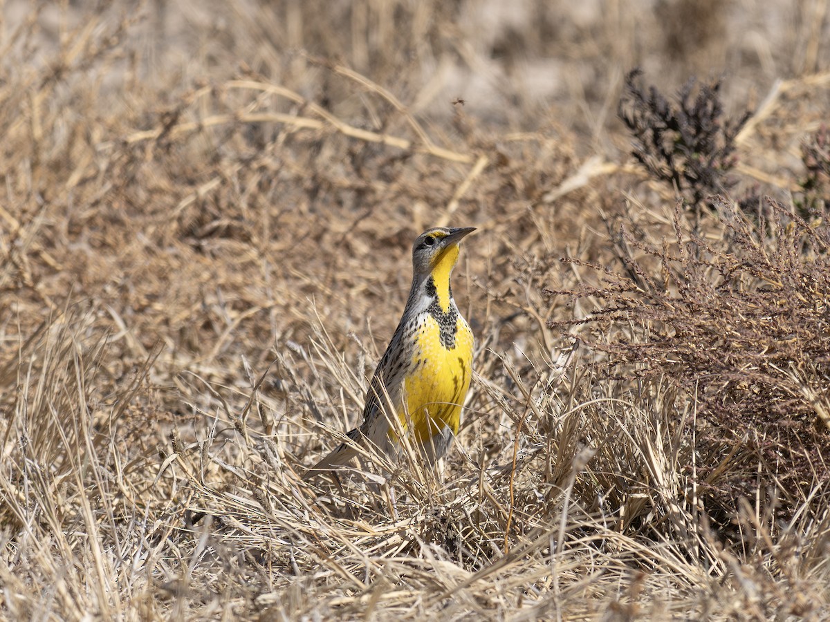 Western Meadowlark - ML646127937