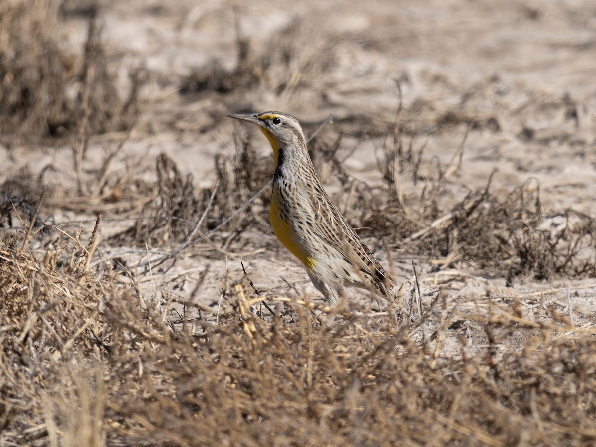 Western Meadowlark - ML646127938