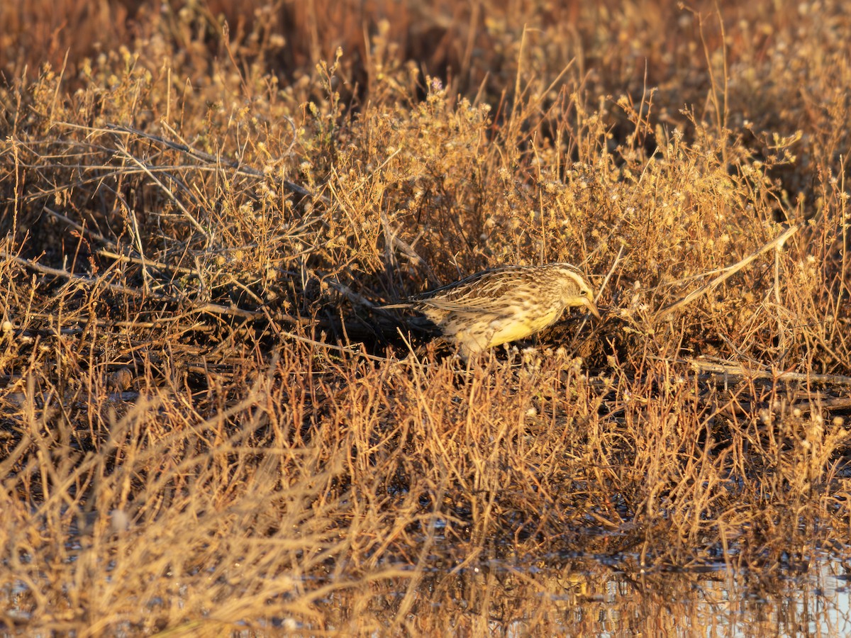 Western Meadowlark - ML646127939