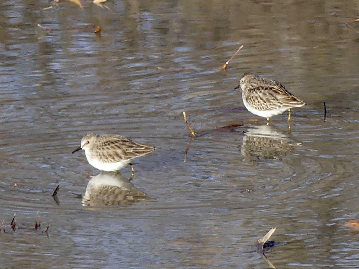 Least Sandpiper - ML646127941