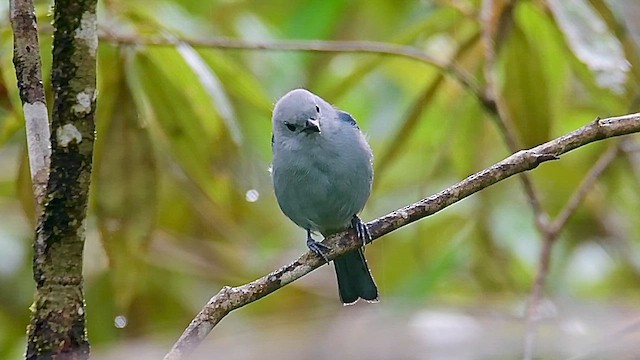 Blue-gray Tanager - ML646127942