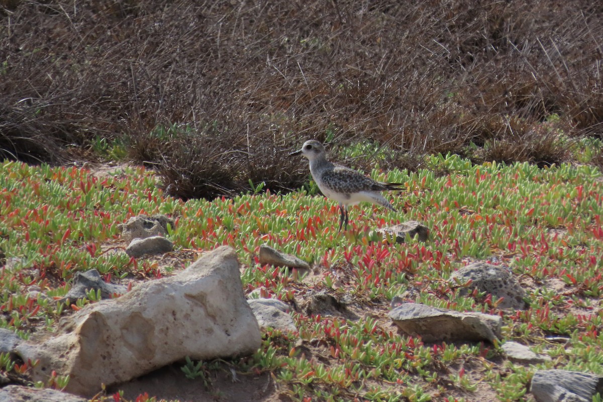 Black-bellied Plover - ML646127944