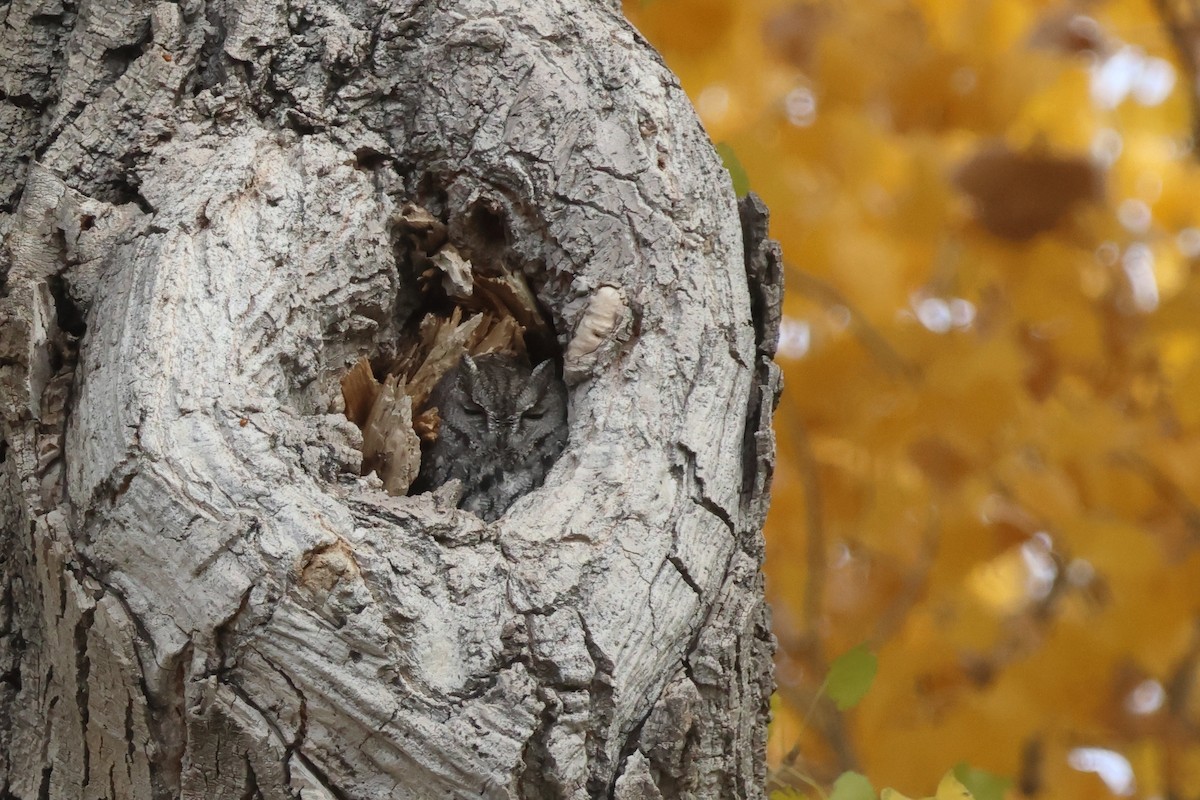 Western Screech-Owl - ML646127947