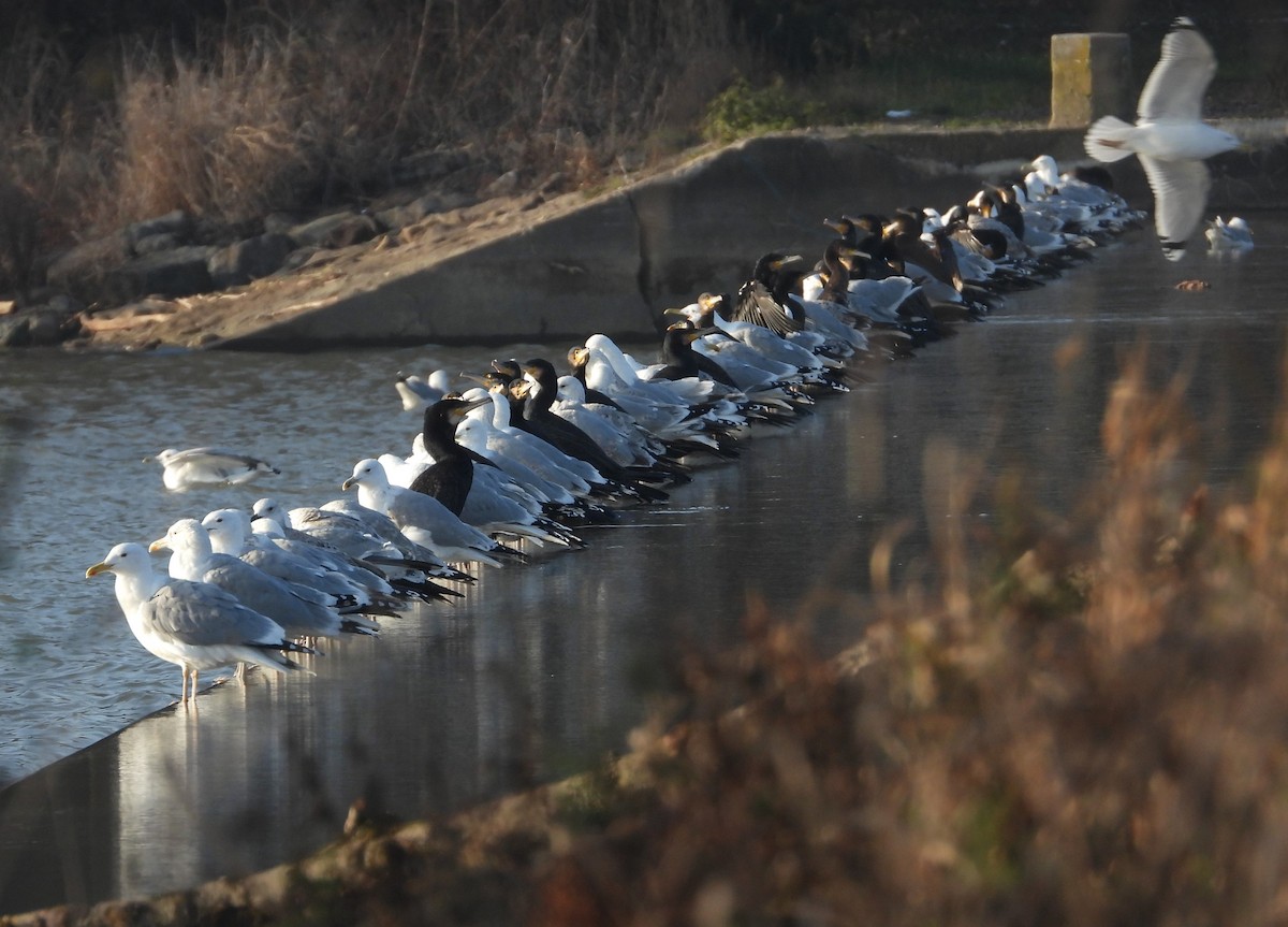 Caspian Gull - ML646127948