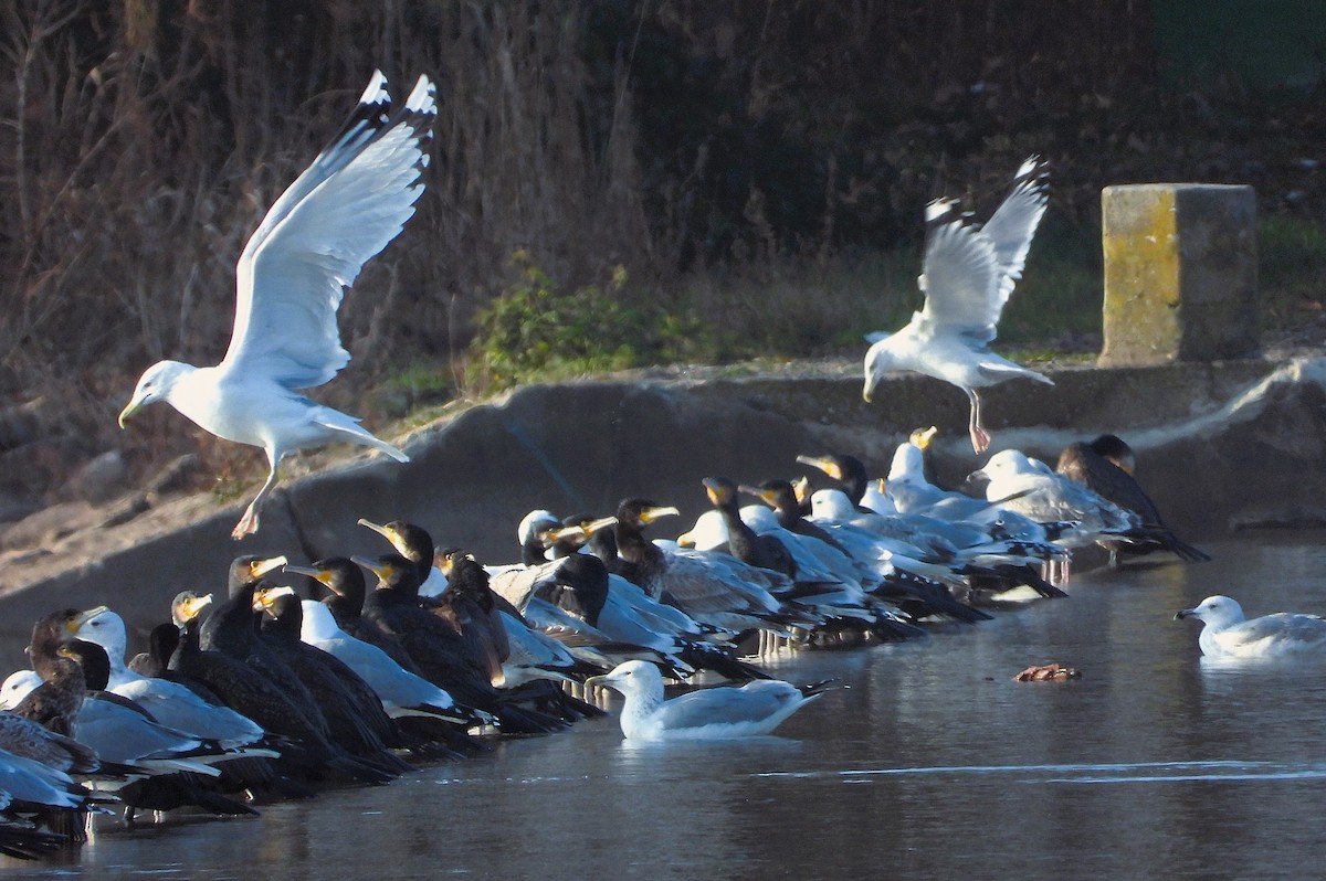 Caspian Gull - ML646127949