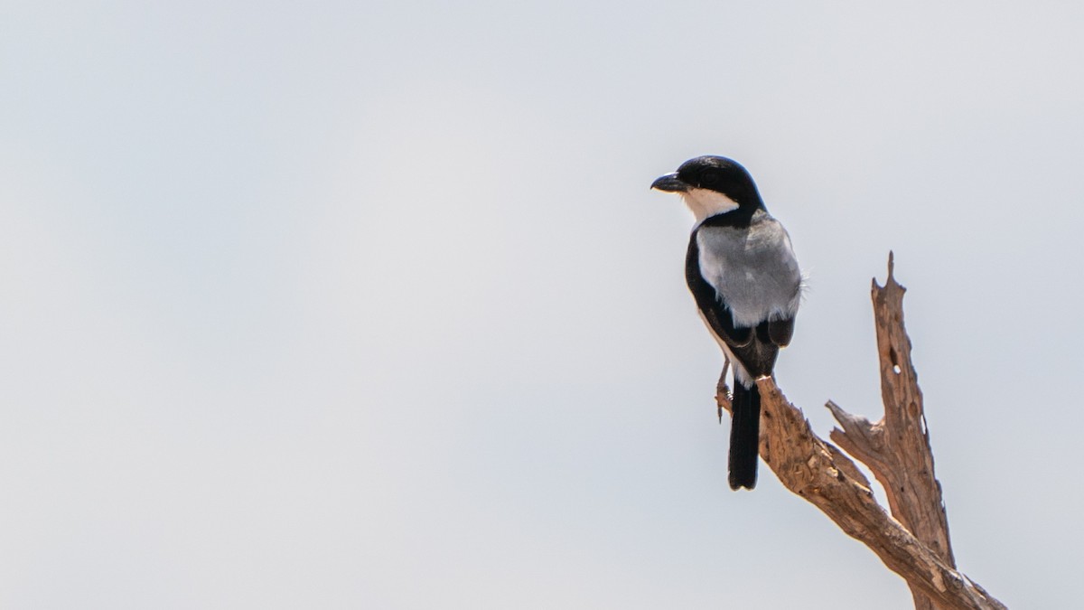 Taita Fiscal - ML646127950