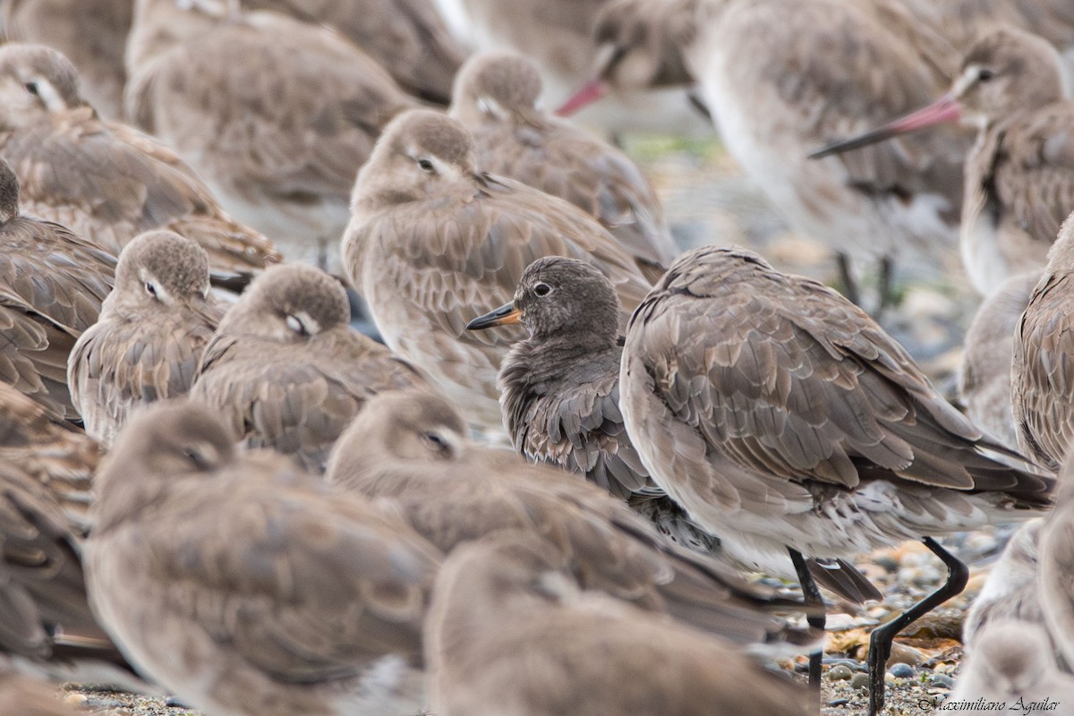 Surfbird - ML646127951