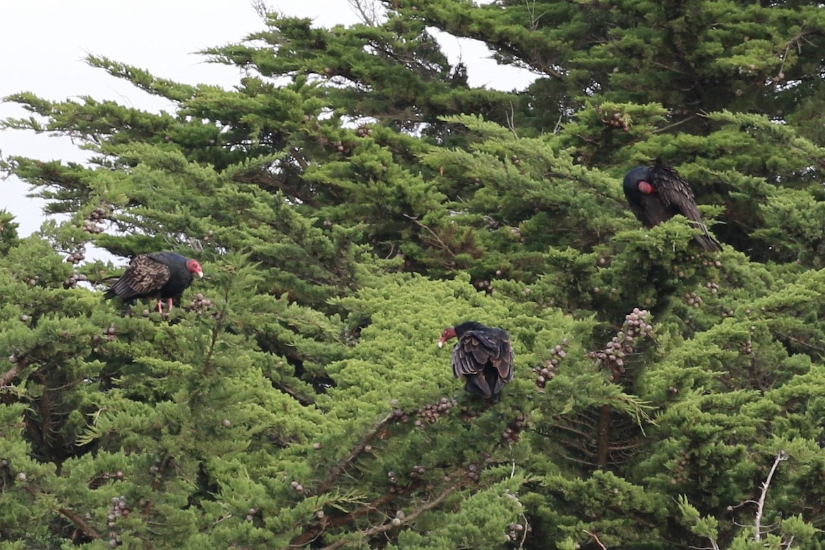 Turkey Vulture - ML646127952