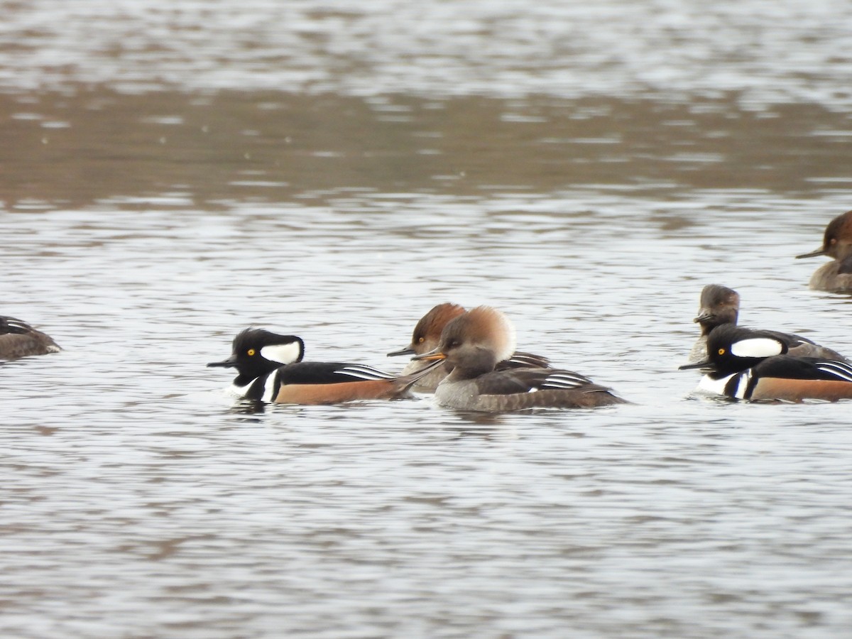 Hooded Merganser - ML646127953