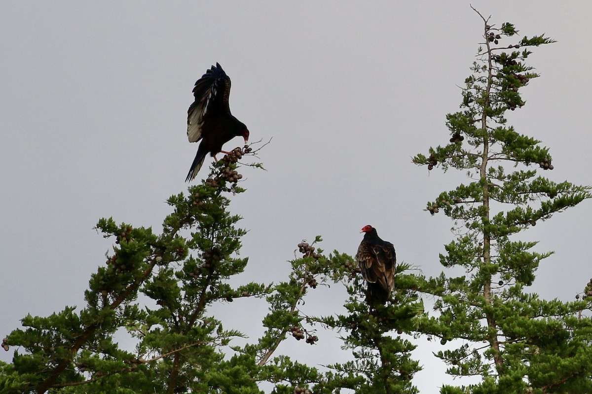 Turkey Vulture - ML646127954