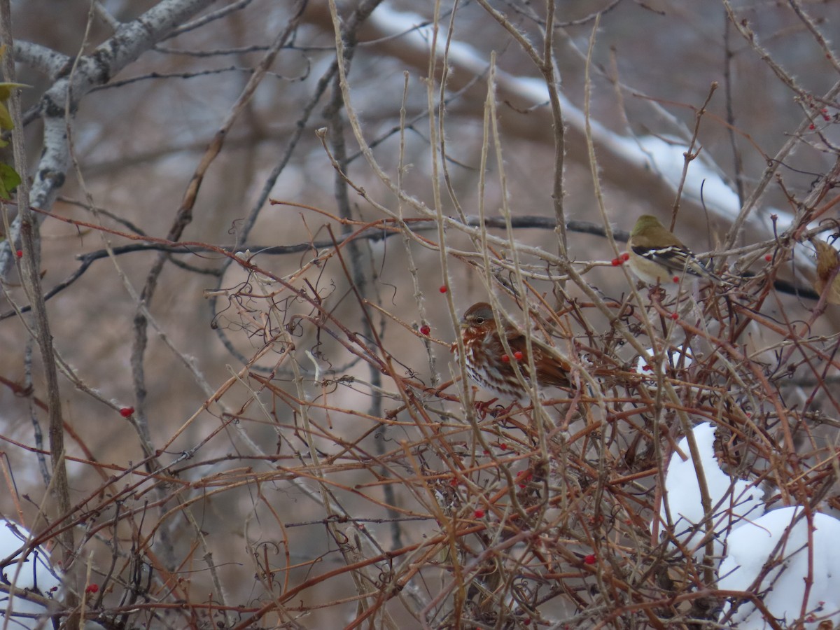 Fox Sparrow - ML646127955