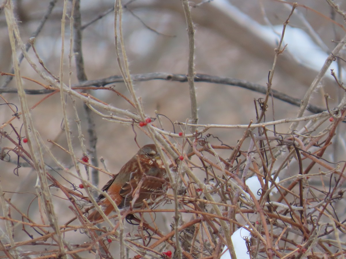 Fox Sparrow - ML646127956