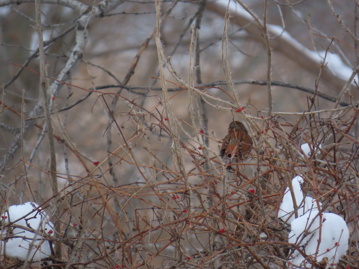 Fox Sparrow - ML646127957