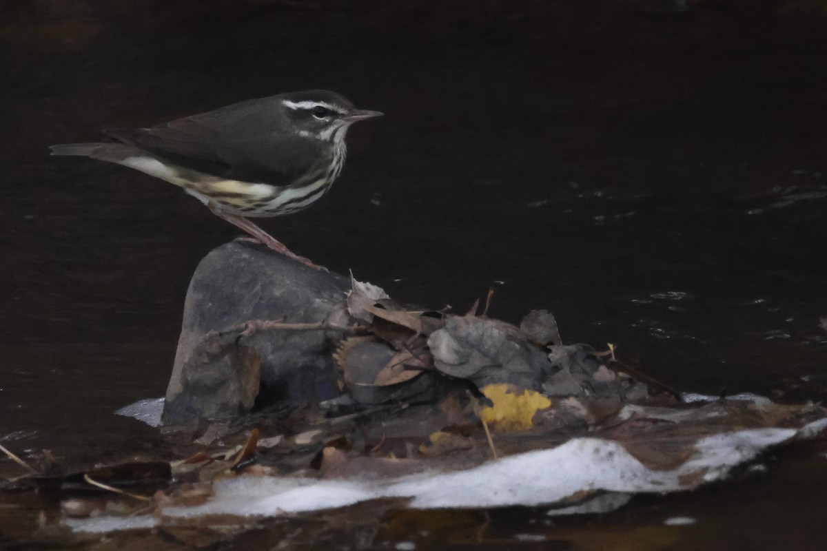 Louisiana Waterthrush - ML646127958