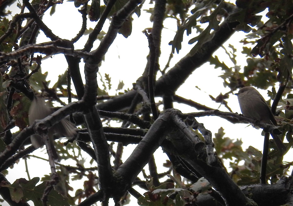 Bushtit - ML646127963