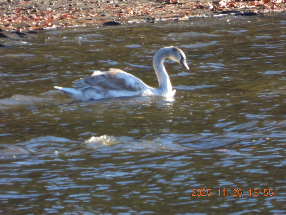 Mute Swan - ML646127964