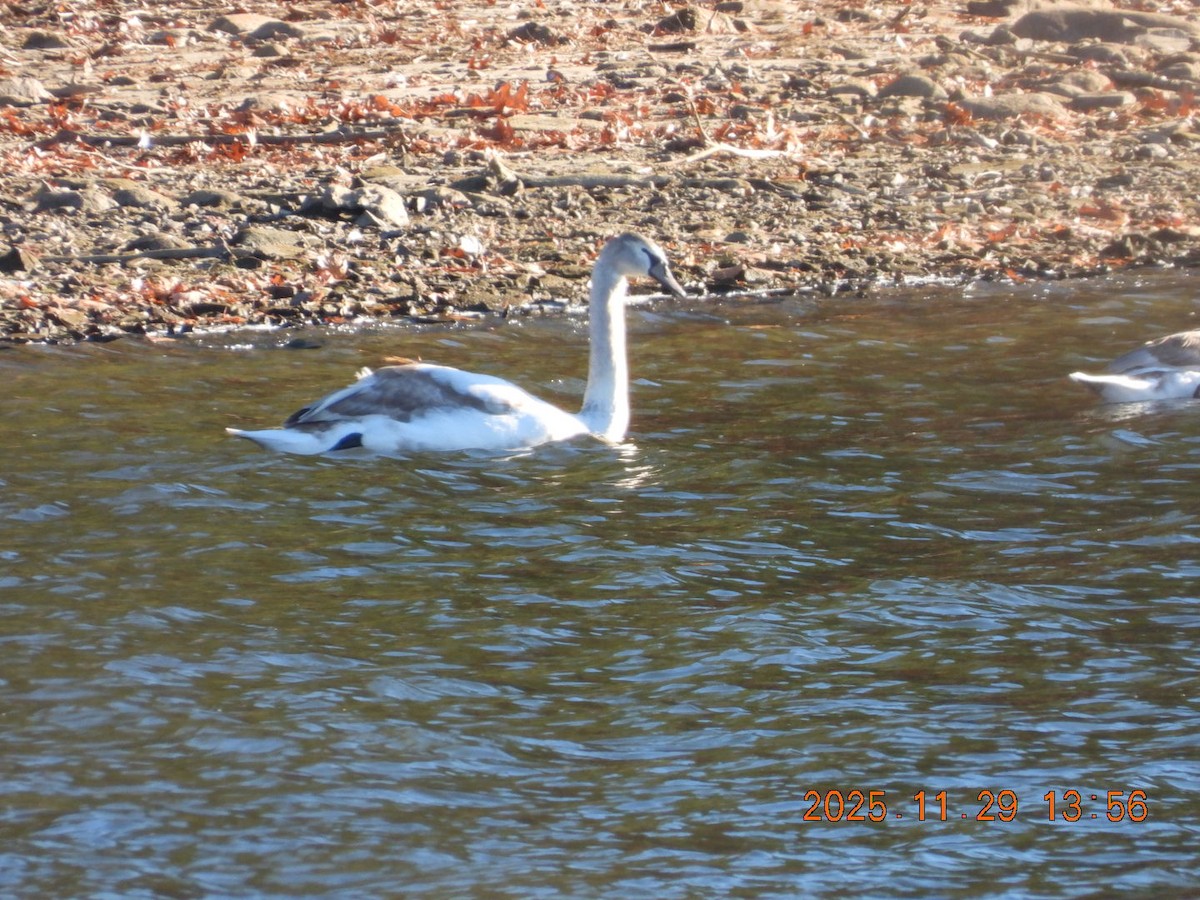 Mute Swan - ML646127965