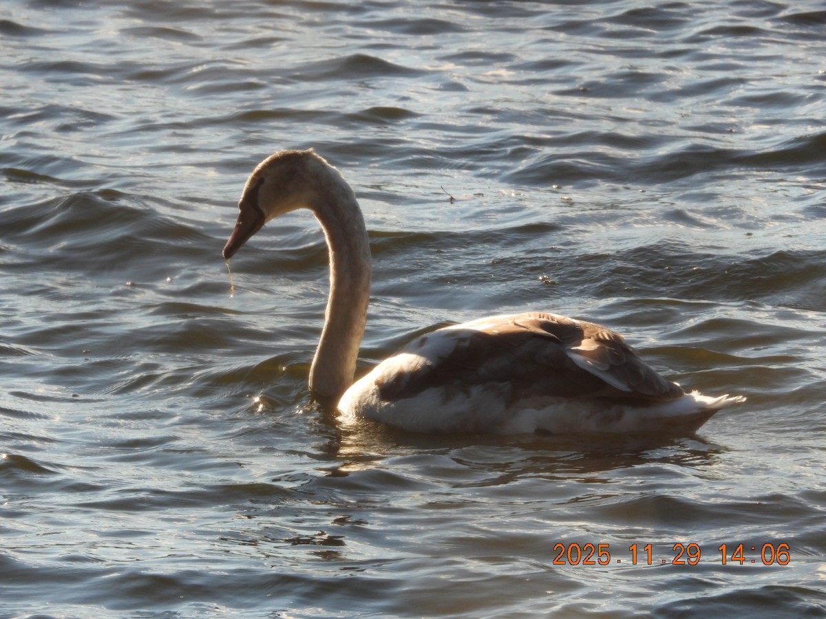 Mute Swan - ML646127966