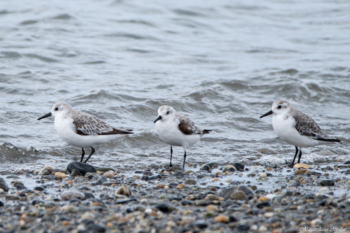 Sanderling - ML646127968