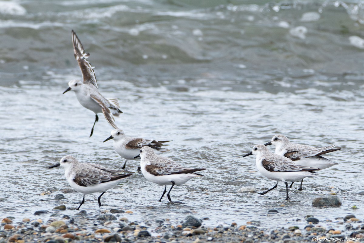Sanderling - ML646127969