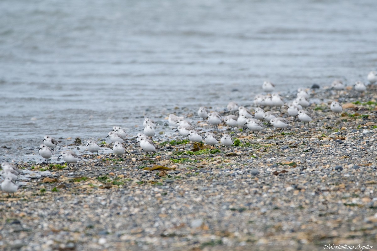 Sanderling - ML646127970