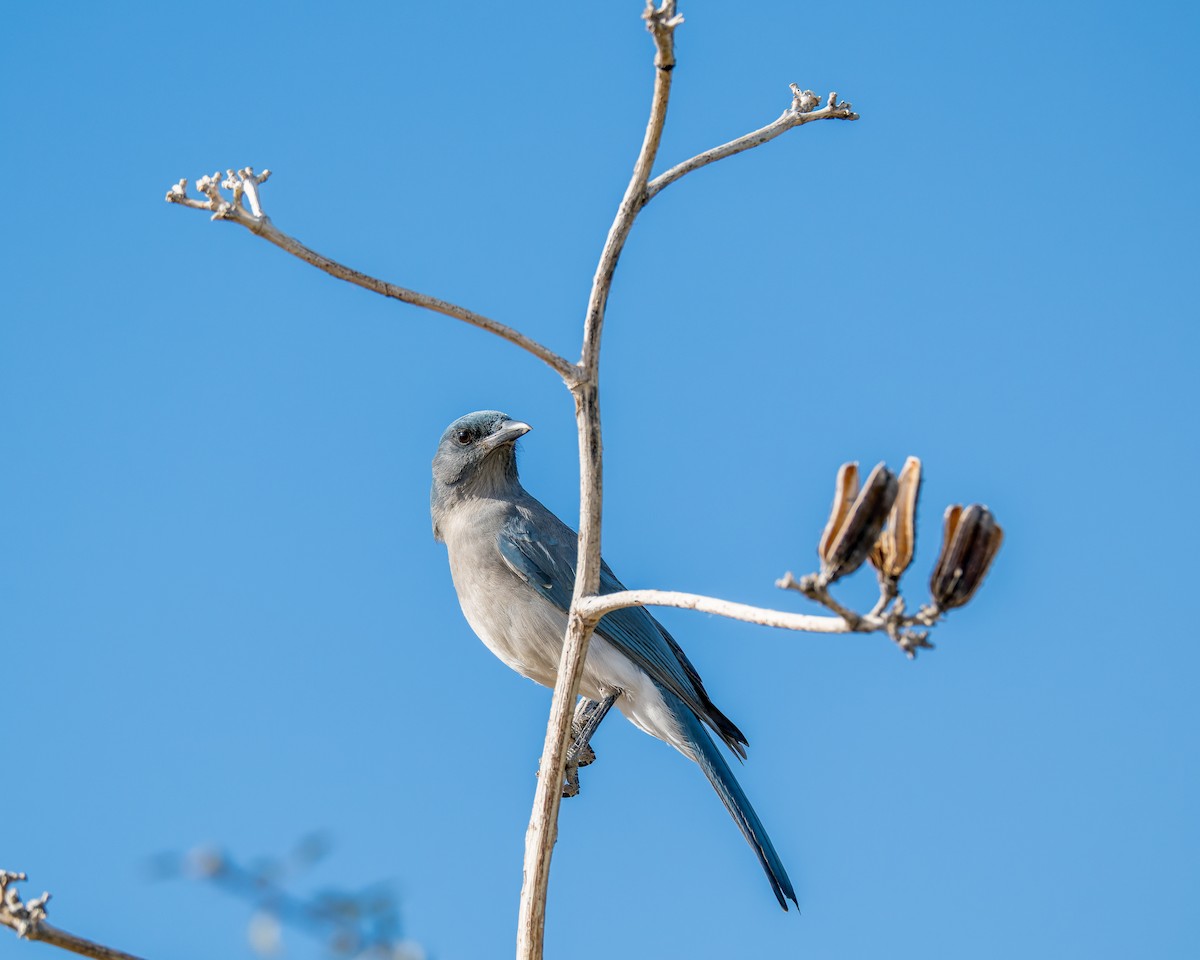 Mexican Jay - ML646127971