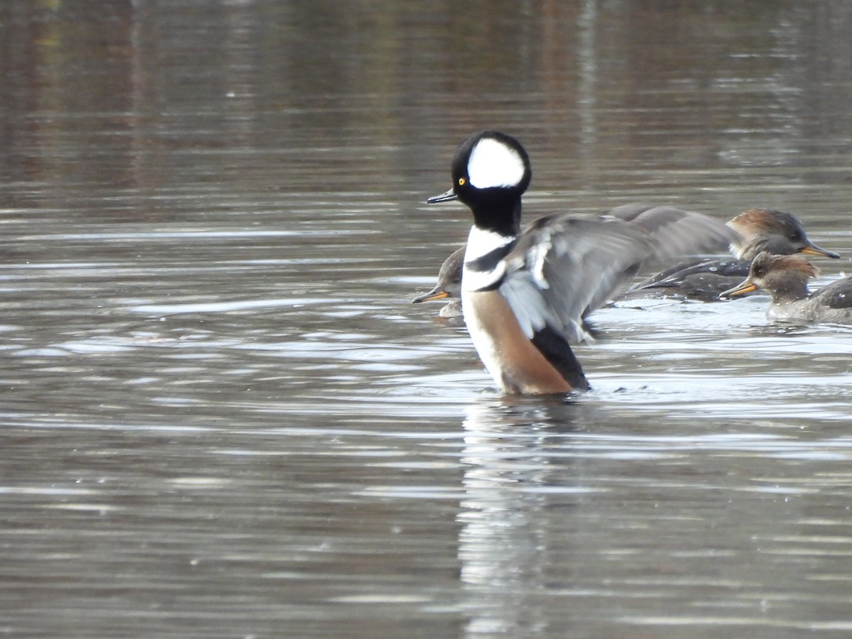 Hooded Merganser - ML646127972