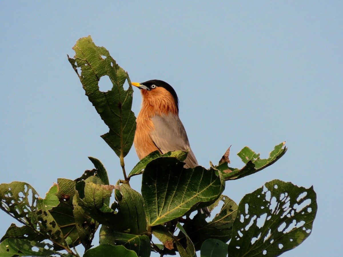 Brahminy Starling - ML646127973