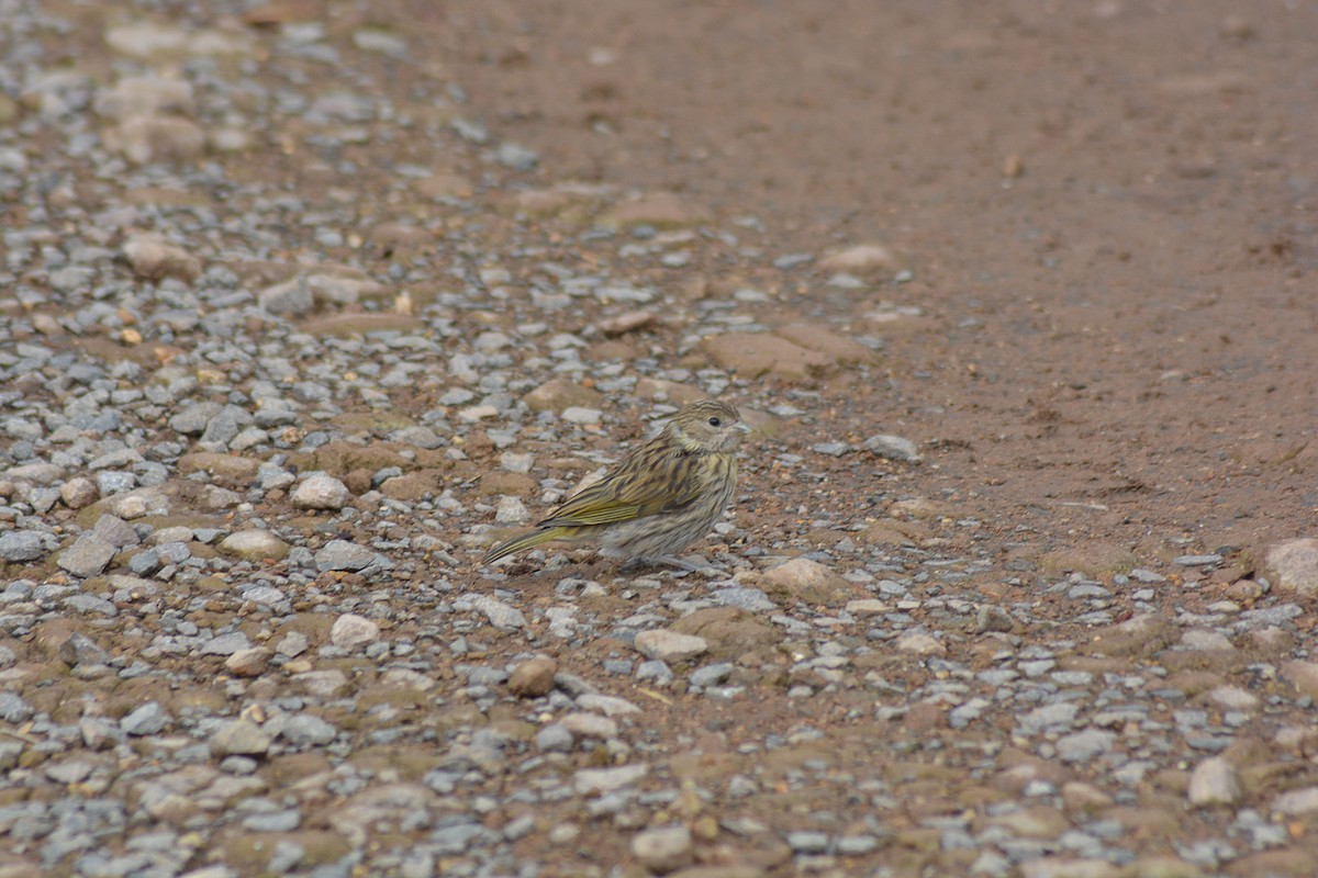 Saffron Finch - ML646127974